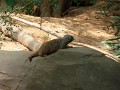 Meerkats (3)